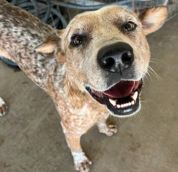 Rescue Cattle Dog Dogs for Adoption in Midland, Texas - Julius | PetCurious