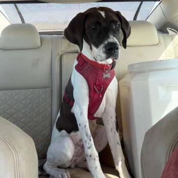 Walkman -  Retriever and Spaniel Dog for Adoption in Fargo, North Dakota - Walkman | PetCurious