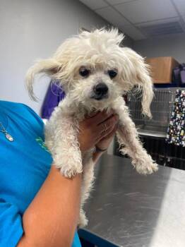 Klonopin (Khloe) -  Maltese Dog for Adoption in College Station, Texas - Klonopin (Khloe) | PetCurious