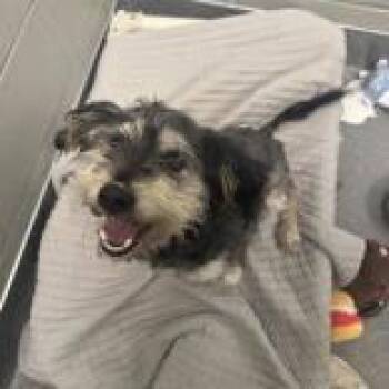 Rescue Miniature Schnauzer Dogs for Adoption in Hilliard, Ohio - Felix | PetCurious