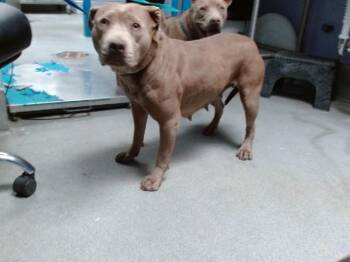 FRANCINE -  Pit Bull Terrier and Mixed Breed Dog for Adoption in Albuquerque, New Mexico - FRANCINE | PetCurious