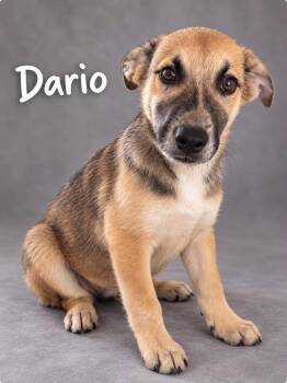 Dario -  German Shepherd Dog and Husky Dog for Adoption in Lucas, Texas - Dario | PetCurious