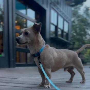 Twinkie -  Dachshund and Chihuahua Dog for Adoption in Cartersville, Georgia - Twinkie | PetCurious
