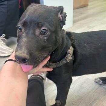 Eminem -  Mixed Breed Dog for Adoption in Emporia, Kansas - Eminem | PetCurious