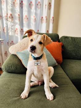Crackerjack -  Airedale Terrier and Cockapoo Dog for Adoption in San Diego, California - Crackerjack | PetCurious