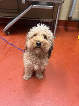 Mixed Breed Dogs Available for Adoption in Douglasville, Georgia - Reggie | PetCurious