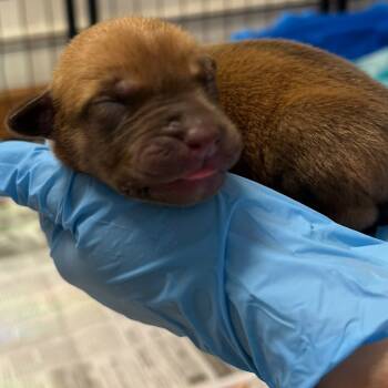 Rescue Terrier Dogs for Adoption in Johnson City, Tennessee - Minerva | PetCurious