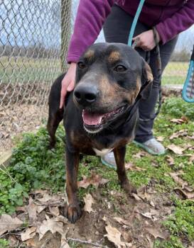 Rescue Labrador Retriever and Rottweiler Dogs for Adoption in Watertown, Connecticut - Benny | PetCurious