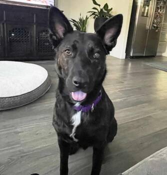 Rescue German Shepherd Dog Dogs for Adoption in Pleasant Grove, California - Donna | PetCurious