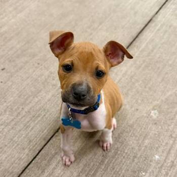 Pit Bull Terrier Dogs Available for Adoption in Chicago, Illinois - Lumi | PetCurious