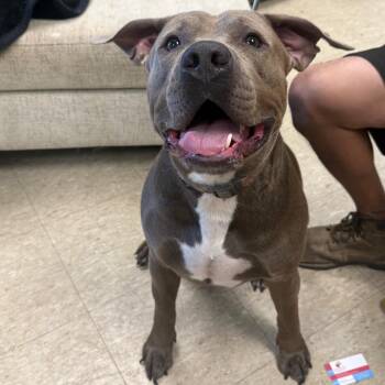 Kal -  Cane Corso and Pit Bull Terrier Dog for Adoption in East St. Louis, Illinois - Kal | PetCurious