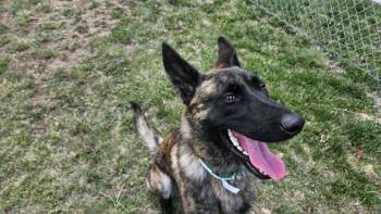 Dutch Shepherd and Belgian Shepherd Malinois Dogs Available for Adoption in Imlay City, Michigan - Altheena - Located In CO | PetCurious