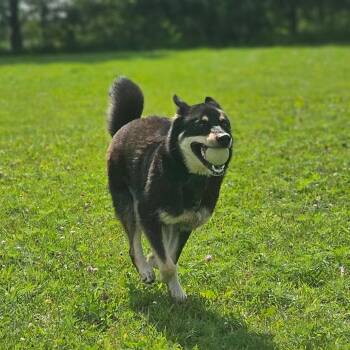 Stitch -  Siberian Husky and Shepherd Dog for Adoption in Monticello, Iowa - Stitch | PetCurious