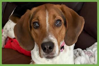 Rescue Beagle and Coonhound Dogs for Adoption in Amherst, Massachusetts - Lyndi | PetCurious