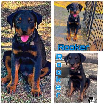 ROOKER -  Rottweiler and Doberman Pinscher Dog for Adoption in Perris, California - ROOKER | PetCurious