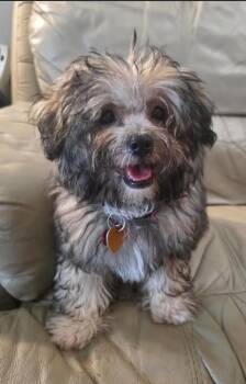 Mocha -  Miniature Poodle and Yorkie Poo Dog for Adoption in Manvel, Texas - Mocha | PetCurious