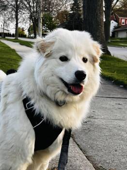 Samoyed and Golden Retriever Dogs Available for Adoption in Milwaukee, Wisconsin - Lumi | PetCurious