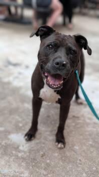 Velma -  Pit Bull Terrier Dog for Adoption in Joppa, Alabama - Velma | PetCurious