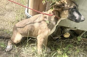 A660917 -  German Shepherd Dog and Mixed Breed Dog for Adoption in Houston, Texas - A660917 | PetCurious
