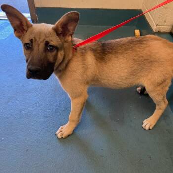 Mixed Breed Dogs Available for Adoption in Memphis, Tennessee - ZAY | PetCurious