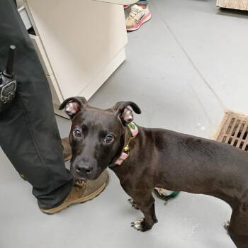 09/02/2026-Stray-RiverRoad-1 -  Mixed Breed Dog for Adoption in Columbus, Georgia - 09/02/2026-Stray-RiverRoad-1 | PetCurious