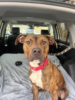 Ryder -  Terrier and Mixed Breed Dog for Adoption in Pomona, New York - Ryder | PetCurious