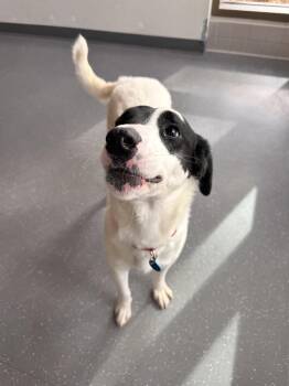Mixed Breed Dogs Available for Adoption in Truckee, California - Posh | PetCurious