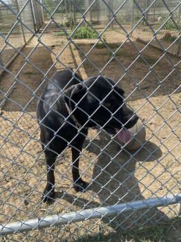 Rescue Labrador Retriever and Boxer Dogs for Adoption in Pryor, Oklahoma - Onyx | PetCurious