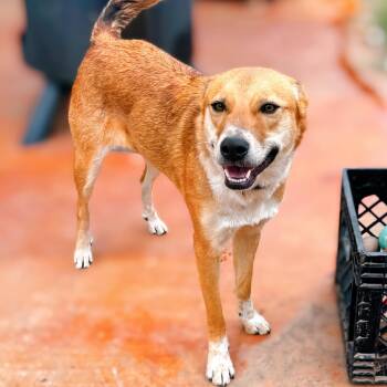 Rescue Shepherd and Cattle Dog Dogs for Adoption in Enid, Oklahoma - Misshu | PetCurious