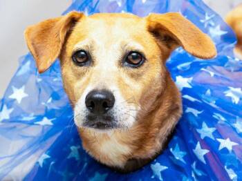 Rescue Terrier Dogs for Adoption in Sanford, Florida - Terri | PetCurious