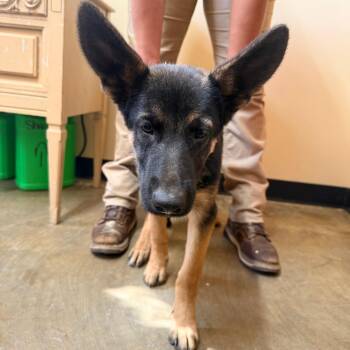 Rocco -  German Shepherd Dog Dog for Adoption in Corinth, Mississippi - Rocco | PetCurious
