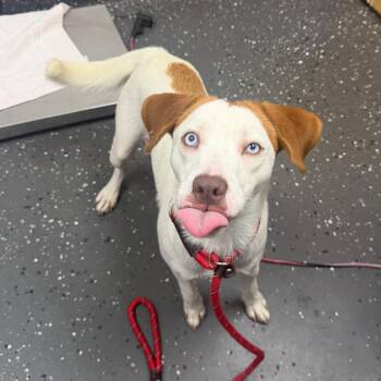 Georgia (Foster for the Heat) -  Mixed Breed Dog for Adoption in Columbiana, Alabama - Georgia (Foster For The Heat) | PetCurious