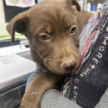 Chocolate Labrador Retriever and Pit Bull Terrier Dogs Available for Adoption - Rugby | PetCurious