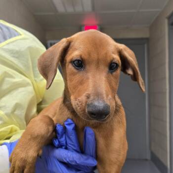 Dorinda -  Doberman Pinscher and Mixed Breed Dog for Adoption in Concord, North Carolina - Dorinda | PetCurious
