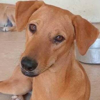 Suzy (20250502-02) -  Mixed Breed Dog for Adoption in Niagara Falls, Ontario - Suzy (20250502-02) | PetCurious