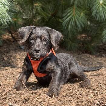 Leilani -  Terrier and Mixed Breed Dog for Adoption in East Hampton, New York - Leilani | PetCurious