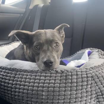 Yuki -  Mixed Breed Dog for Adoption in Bismarck, North Dakota - Yuki | PetCurious