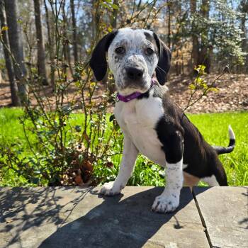 Great Dane Dogs Available for Adoption - Josie | PetCurious