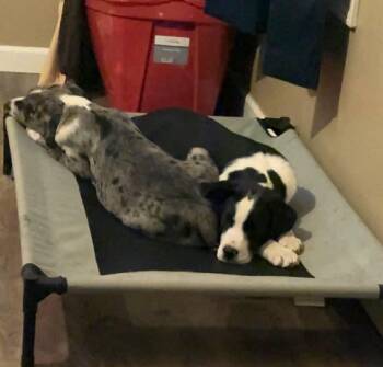 Catahoula Leopard Dog Dogs Available for Adoption - Stetson | PetCurious