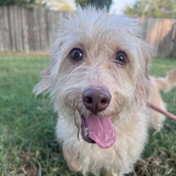 Glenn -  Cairn Terrier and Mixed Breed Dog for Adoption in Fayetteville, Arkansas - Glenn | PetCurious