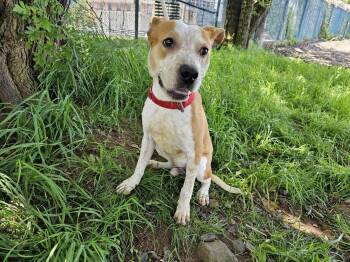 Rescue American Staffordshire Terrier Dogs for Adoption in Jersey City, New Jersey - Caramel | PetCurious