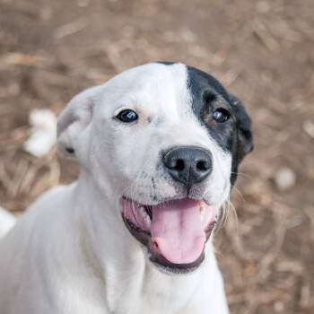 Goose -  Labrador Retriever and Bulldog Dog for Adoption in Andover, Massachusetts - Goose | PetCurious