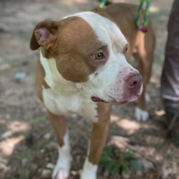 American Staffordshire Terrier and Mixed Breed Dogs Available for Adoption - Gibbs 25-1282 | PetCurious