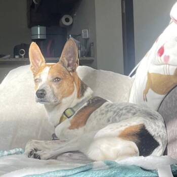 Jack Russell Terrier and Chihuahua Dogs Available for Adoption in Ridgefield, Connecticut - Tobby | PetCurious