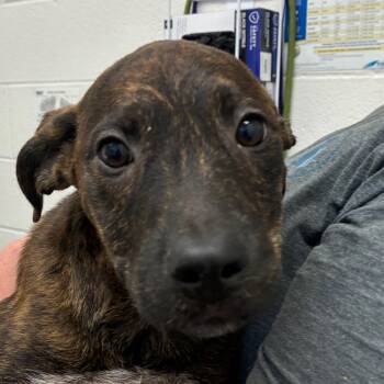 Sneer -  Terrier and Mixed Breed Dog for Adoption in Corpus Christi, Texas - Sneer | PetCurious