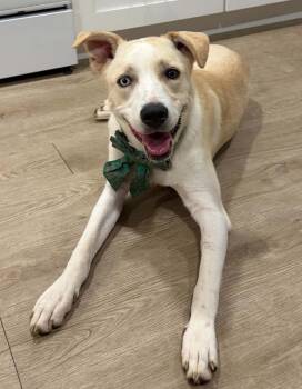 Miss Pickle -  Retriever and Canaan Dog Dog for Adoption in Lawrenceville, Georgia - Miss Pickle | PetCurious