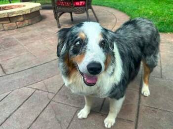 Prince $475 -  Australian Shepherd Dog for Adoption in West Milwaukee, Wisconsin - Prince $475 | PetCurious