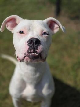 Rescue American Bulldog and Boxer Dogs for Adoption in Wappingers Falls, New York - Ramen | PetCurious