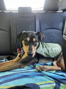 Doberman Pinscher and Mixed Breed Dogs Available for Adoption in Honolulu, Hawaii - Twinkle Twinkle | PetCurious