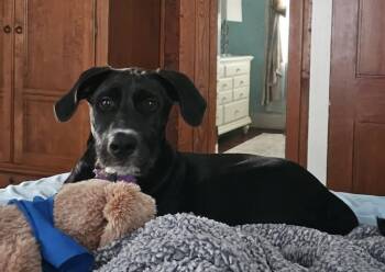 Thor -  Black Labrador Retriever and German Wirehaired Pointer Dog for Adoption in Mobile, Alabama - Thor | PetCurious